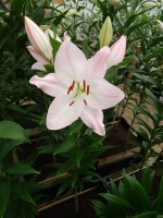 [4327 Hilux VZ No01.JPG]